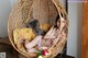 A naked woman sitting in a wicker chair with a cat.